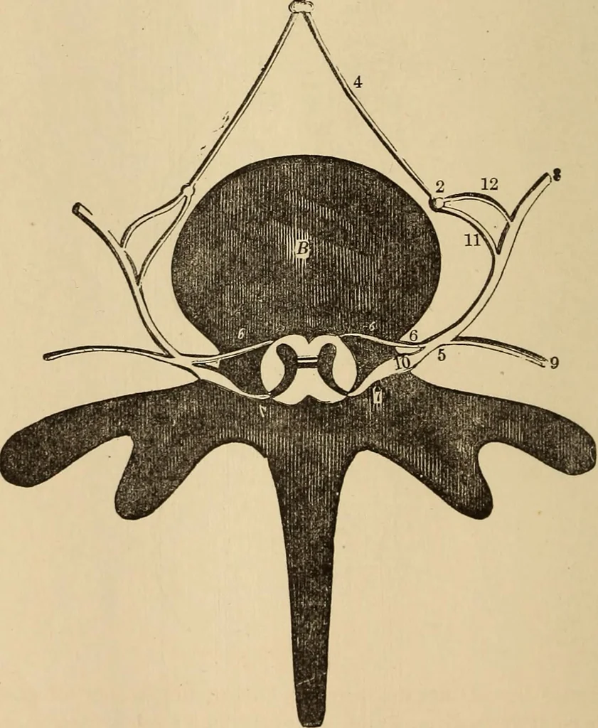 An illustration from The mysteries of the head and the heart explained : including an improved system of phrenology, a new theory of the emotions, and an explanation of the mysteries of mesmerism, trance, mind-reading, and the spirit delusion, 1875, leaf 239