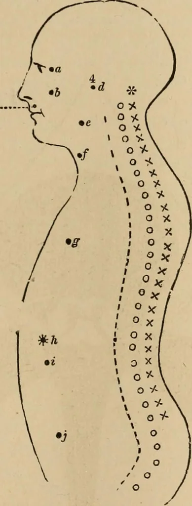 An illustration from The mysteries of the head and the heart explained : including an improved system of phrenology, a new theory of the emotions, and an explanation of the mysteries of mesmerism, trance, mind-reading, and the spirit delusion, 1875, leaf 240