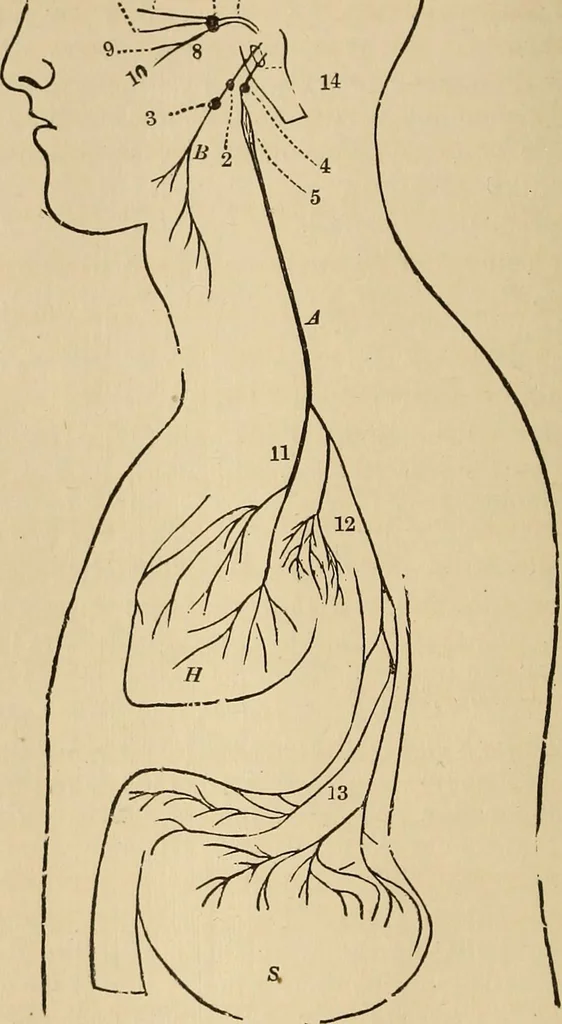 An illustration from The mysteries of the head and the heart explained : including an improved system of phrenology, a new theory of the emotions, and an explanation of the mysteries of mesmerism, trance, mind-reading, and the spirit delusion, 1875, leaf 243