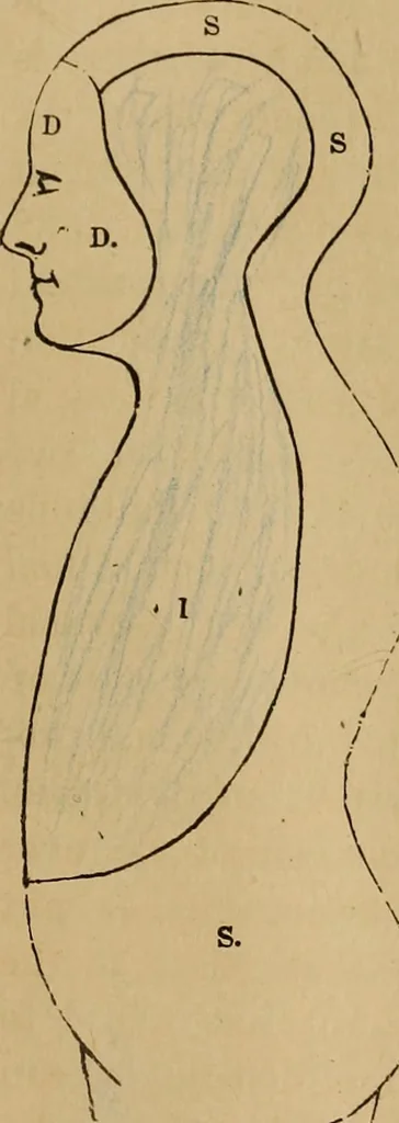 An illustration from The mysteries of the head and the heart explained : including an improved system of phrenology, a new theory of the emotions, and an explanation of the mysteries of mesmerism, trance, mind-reading, and the spirit delusion, 1875, leaf 28
