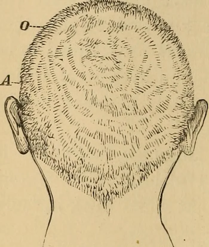 An illustration from The mysteries of the head and the heart explained : including an improved system of phrenology, a new theory of the emotions, and an explanation of the mysteries of mesmerism, trance, mind-reading, and the spirit delusion, 1875, leaf 67