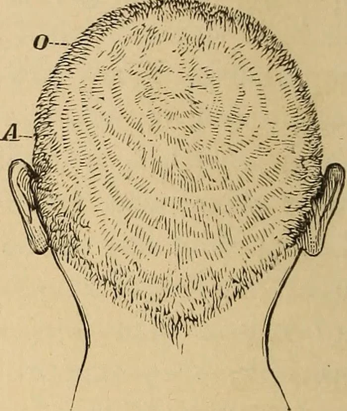 An illustration from The mysteries of the head and the heart explained : including an improved system of phrenology, a new theory of the emotions, and an explanation of the mysteries of mesmerism, trance, mind-reading, and the spirit delusion, 1875, leaf 73