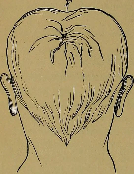 An illustration from The mysteries of the head and the heart explained: including an improved system of phrenology; a new theory of the emotions, and an explanation of the mysteries of mesmerism, trance, mind-reading, and the spirit delusion, 1881, leaf 105