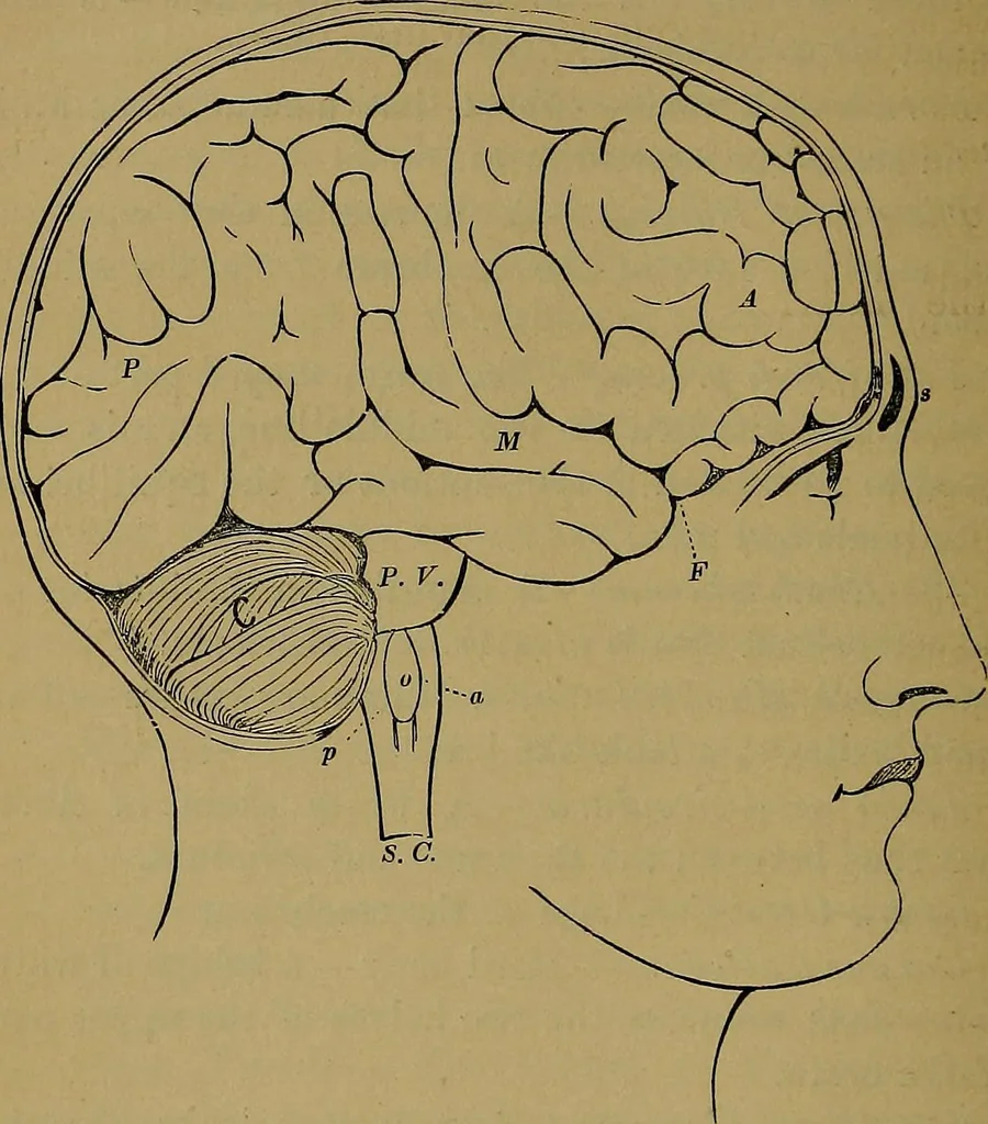 An illustration from The mysteries of the head and the heart explained: including an improved system of phrenology; a new theory of the emotions, and an explanation of the mysteries of mesmerism, trance, mind-reading, and the spirit delusion, 1881, leaf 181