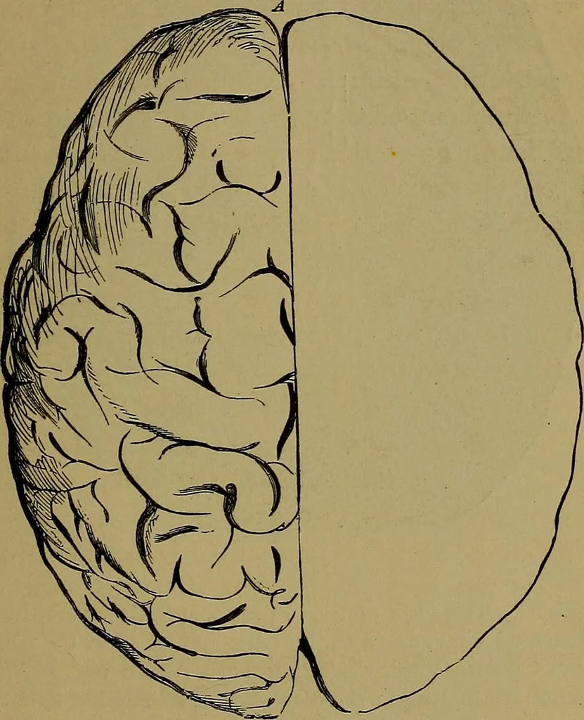 An illustration from The mysteries of the head and the heart explained: including an improved system of phrenology; a new theory of the emotions, and an explanation of the mysteries of mesmerism, trance, mind-reading, and the spirit delusion, 1881, leaf 184