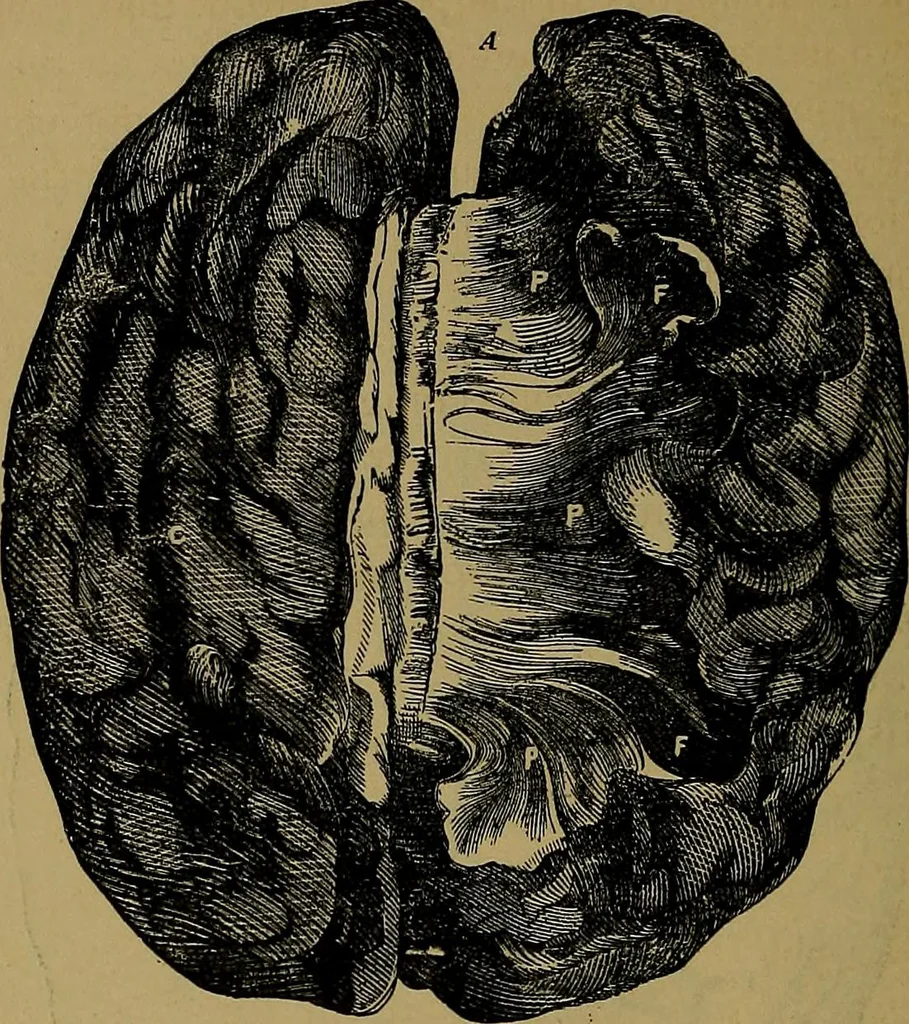 An illustration from The mysteries of the head and the heart explained: including an improved system of phrenology; a new theory of the emotions, and an explanation of the mysteries of mesmerism, trance, mind-reading, and the spirit delusion, 1881, leaf 185
