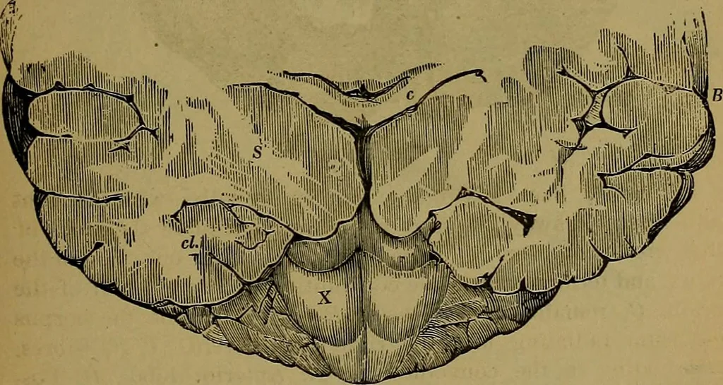 An illustration from The mysteries of the head and the heart explained: including an improved system of phrenology; a new theory of the emotions, and an explanation of the mysteries of mesmerism, trance, mind-reading, and the spirit delusion, 1881, leaf 186