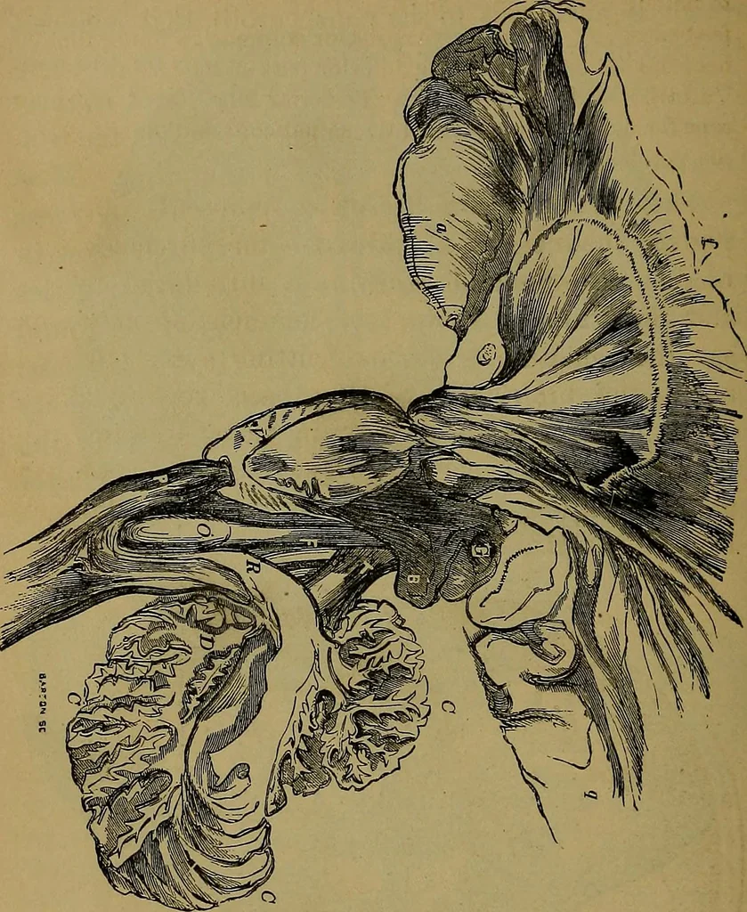 An illustration from The mysteries of the head and the heart explained: including an improved system of phrenology; a new theory of the emotions, and an explanation of the mysteries of mesmerism, trance, mind-reading, and the spirit delusion, 1881, leaf 187