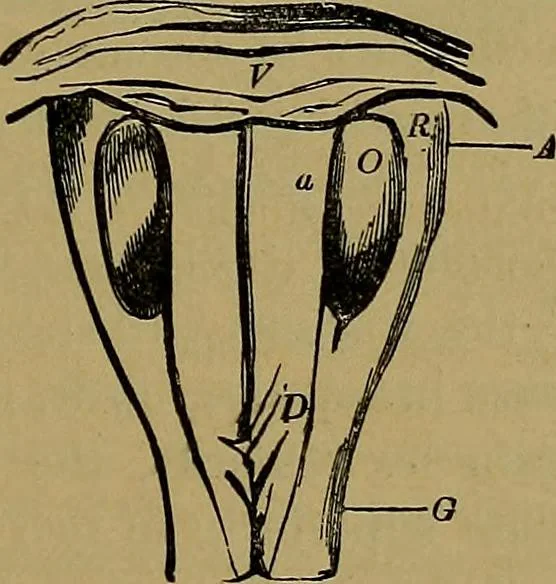 An illustration from The mysteries of the head and the heart explained: including an improved system of phrenology; a new theory of the emotions, and an explanation of the mysteries of mesmerism, trance, mind-reading, and the spirit delusion, 1881, leaf 192