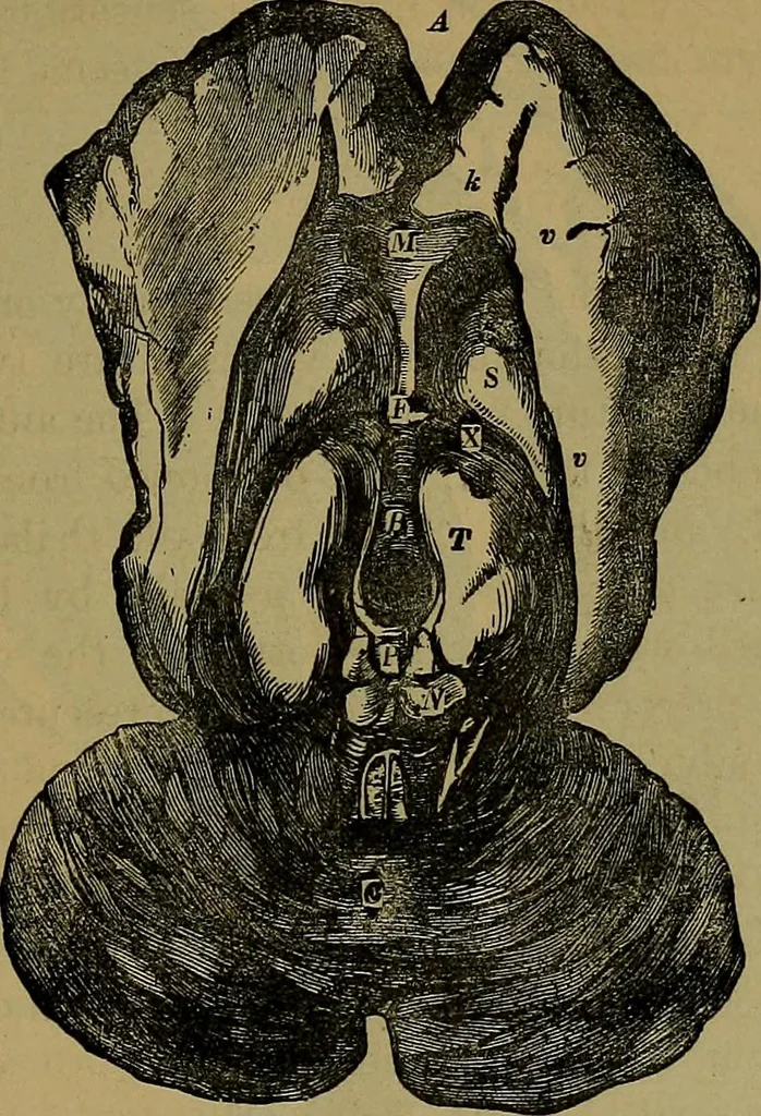 An illustration from The mysteries of the head and the heart explained: including an improved system of phrenology; a new theory of the emotions, and an explanation of the mysteries of mesmerism, trance, mind-reading, and the spirit delusion, 1881, leaf 194