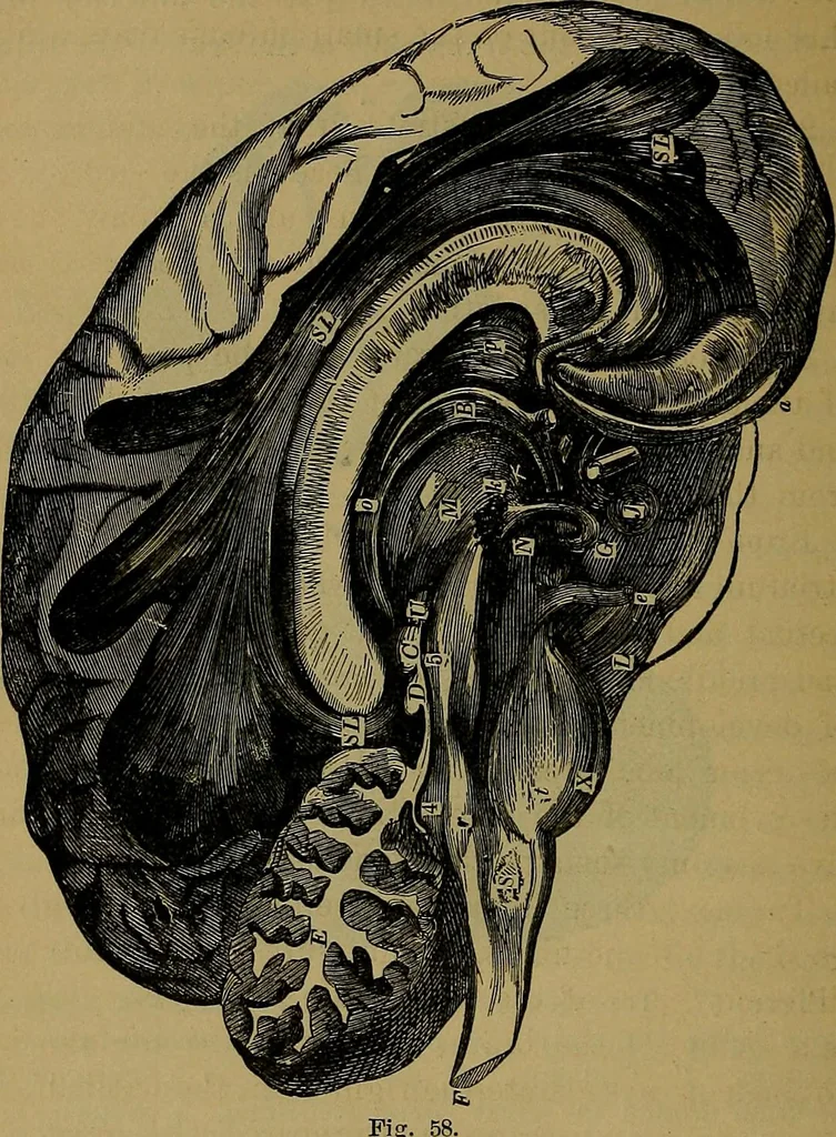 An illustration from The mysteries of the head and the heart explained: including an improved system of phrenology; a new theory of the emotions, and an explanation of the mysteries of mesmerism, trance, mind-reading, and the spirit delusion, 1881, leaf 195