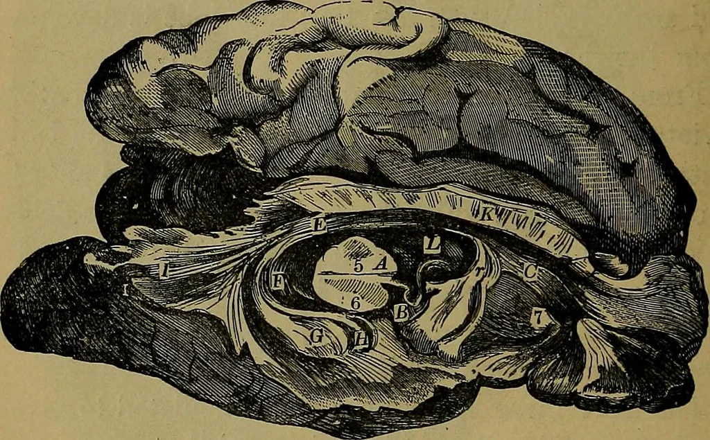 An illustration from The mysteries of the head and the heart explained: including an improved system of phrenology; a new theory of the emotions, and an explanation of the mysteries of mesmerism, trance, mind-reading, and the spirit delusion, 1881, leaf 197