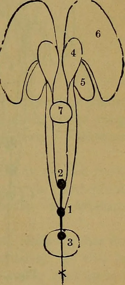 An illustration from The mysteries of the head and the heart explained: including an improved system of phrenology; a new theory of the emotions, and an explanation of the mysteries of mesmerism, trance, mind-reading, and the spirit delusion, 1881, leaf 200
