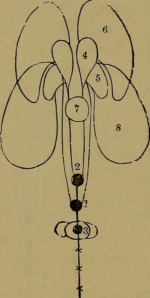 An illustration from The mysteries of the head and the heart explained: including an improved system of phrenology; a new theory of the emotions, and an explanation of the mysteries of mesmerism, trance, mind-reading, and the spirit delusion, 1881, leaf 201