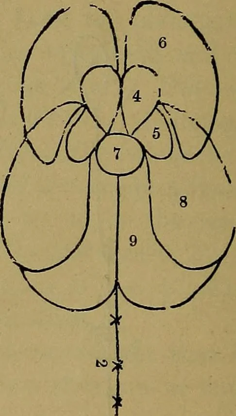 An illustration from The mysteries of the head and the heart explained: including an improved system of phrenology; a new theory of the emotions, and an explanation of the mysteries of mesmerism, trance, mind-reading, and the spirit delusion, 1881, leaf 201