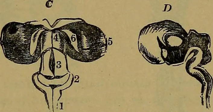 An illustration from The mysteries of the head and the heart explained: including an improved system of phrenology; a new theory of the emotions, and an explanation of the mysteries of mesmerism, trance, mind-reading, and the spirit delusion, 1881, leaf 202