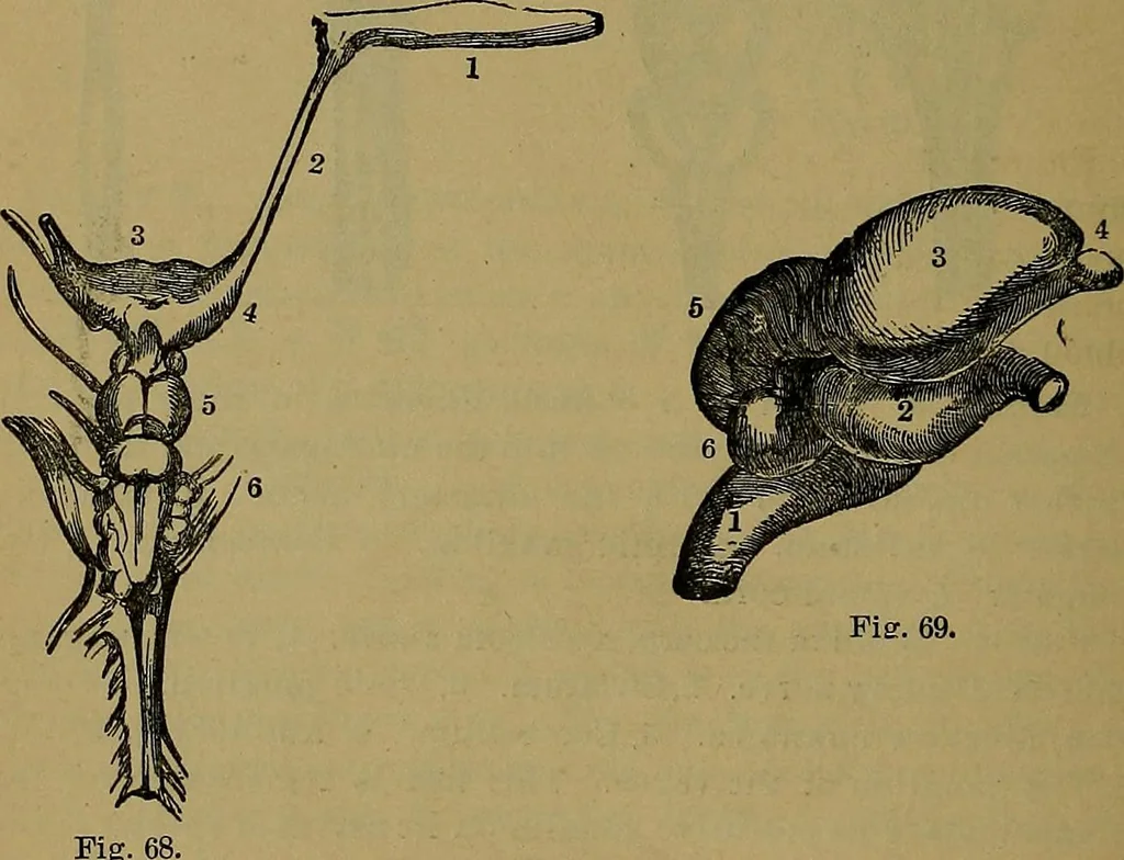 An illustration from The mysteries of the head and the heart explained: including an improved system of phrenology; a new theory of the emotions, and an explanation of the mysteries of mesmerism, trance, mind-reading, and the spirit delusion, 1881, leaf 205
