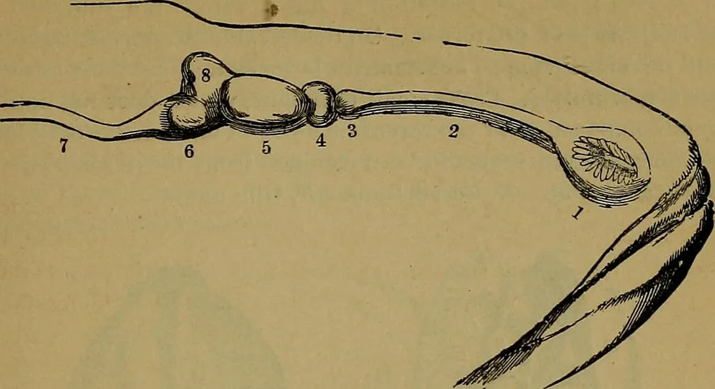 An illustration from The mysteries of the head and the heart explained: including an improved system of phrenology; a new theory of the emotions, and an explanation of the mysteries of mesmerism, trance, mind-reading, and the spirit delusion, 1881, leaf 206