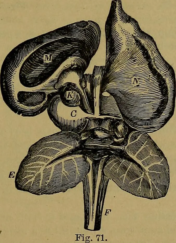 An illustration from The mysteries of the head and the heart explained: including an improved system of phrenology; a new theory of the emotions, and an explanation of the mysteries of mesmerism, trance, mind-reading, and the spirit delusion, 1881, leaf 206