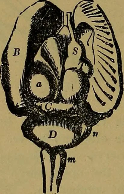 An illustration from The mysteries of the head and the heart explained: including an improved system of phrenology; a new theory of the emotions, and an explanation of the mysteries of mesmerism, trance, mind-reading, and the spirit delusion, 1881, leaf 207