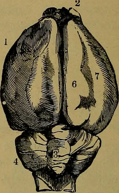 An illustration from The mysteries of the head and the heart explained: including an improved system of phrenology; a new theory of the emotions, and an explanation of the mysteries of mesmerism, trance, mind-reading, and the spirit delusion, 1881, leaf 207