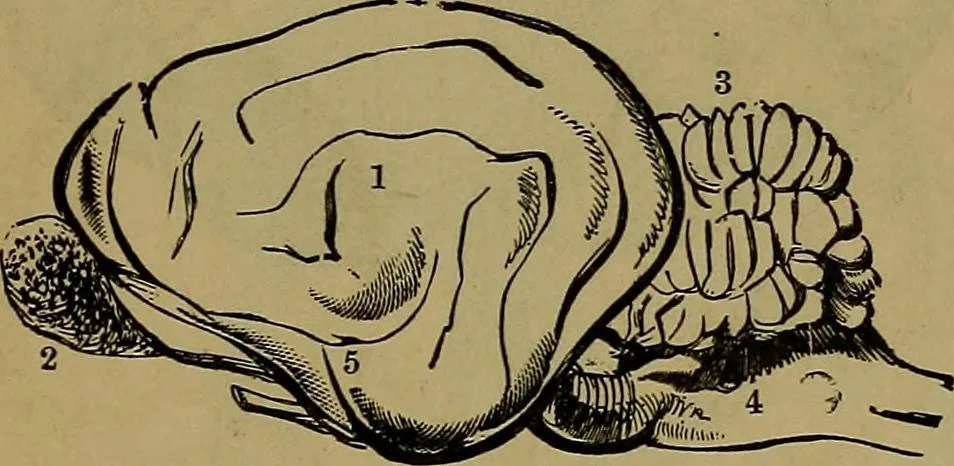 An illustration from The mysteries of the head and the heart explained: including an improved system of phrenology; a new theory of the emotions, and an explanation of the mysteries of mesmerism, trance, mind-reading, and the spirit delusion, 1881, leaf 208