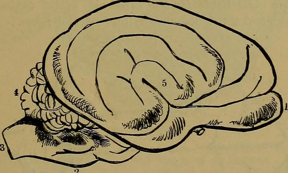 An illustration from The mysteries of the head and the heart explained: including an improved system of phrenology; a new theory of the emotions, and an explanation of the mysteries of mesmerism, trance, mind-reading, and the spirit delusion, 1881, leaf 208
