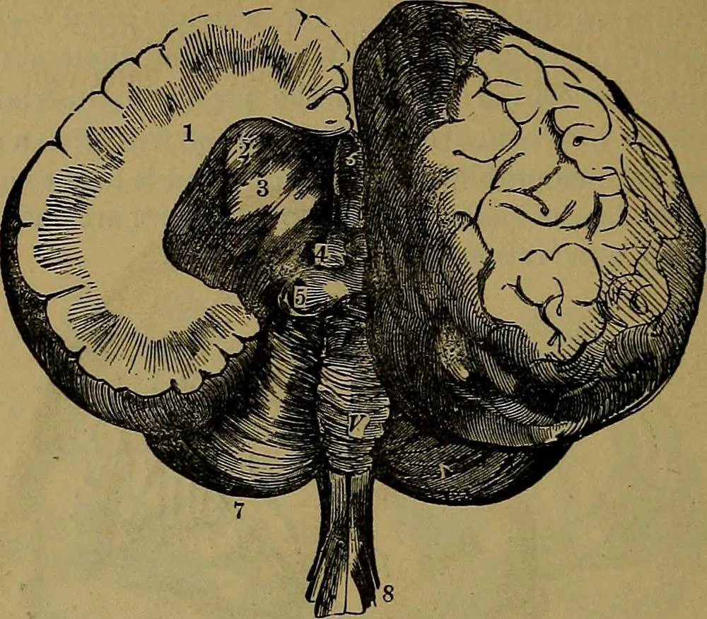 An illustration from The mysteries of the head and the heart explained: including an improved system of phrenology; a new theory of the emotions, and an explanation of the mysteries of mesmerism, trance, mind-reading, and the spirit delusion, 1881, leaf 209