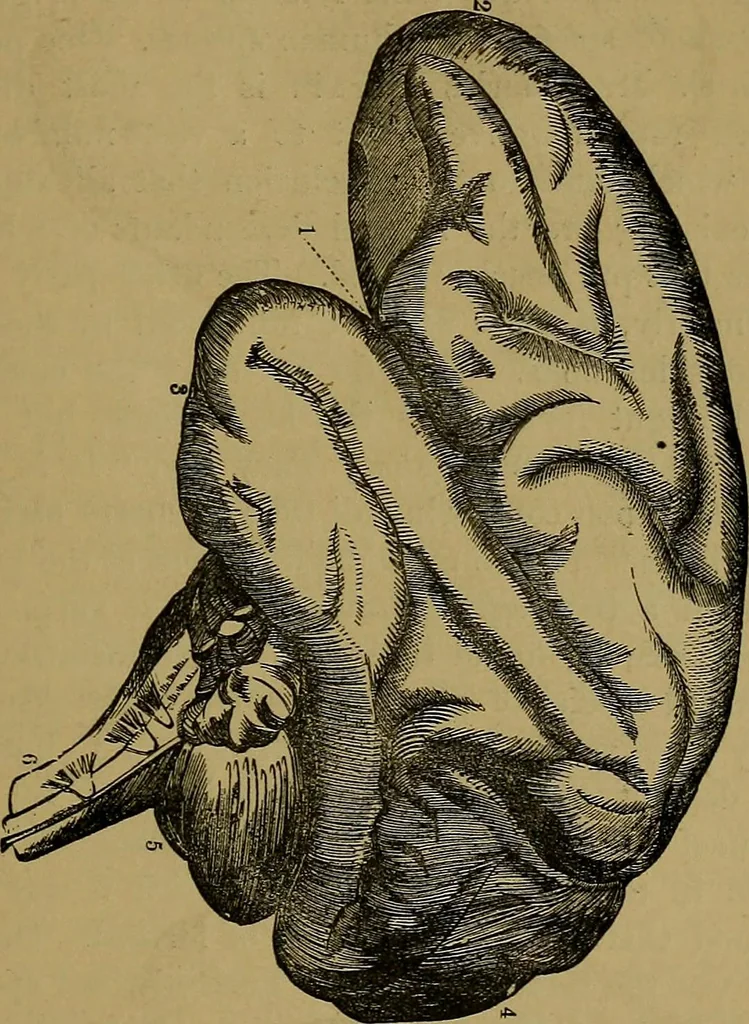 An illustration from The mysteries of the head and the heart explained: including an improved system of phrenology; a new theory of the emotions, and an explanation of the mysteries of mesmerism, trance, mind-reading, and the spirit delusion, 1881, leaf 210