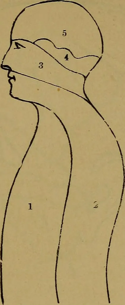 An illustration from The mysteries of the head and the heart explained: including an improved system of phrenology; a new theory of the emotions, and an explanation of the mysteries of mesmerism, trance, mind-reading, and the spirit delusion, 1881, leaf 214