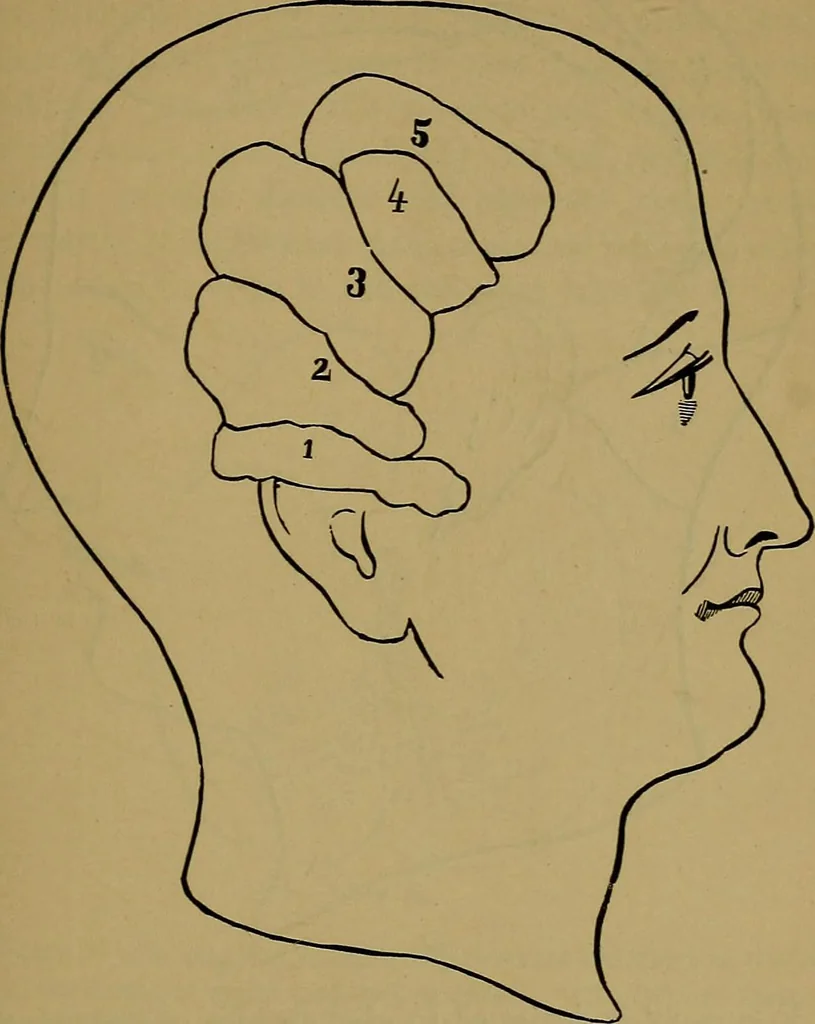 An illustration from The mysteries of the head and the heart explained: including an improved system of phrenology; a new theory of the emotions, and an explanation of the mysteries of mesmerism, trance, mind-reading, and the spirit delusion, 1881, leaf 216