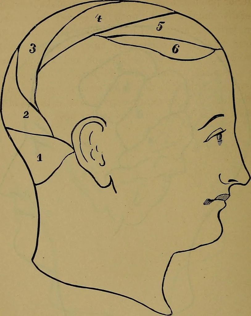 An illustration from The mysteries of the head and the heart explained: including an improved system of phrenology; a new theory of the emotions, and an explanation of the mysteries of mesmerism, trance, mind-reading, and the spirit delusion, 1881, leaf 217
