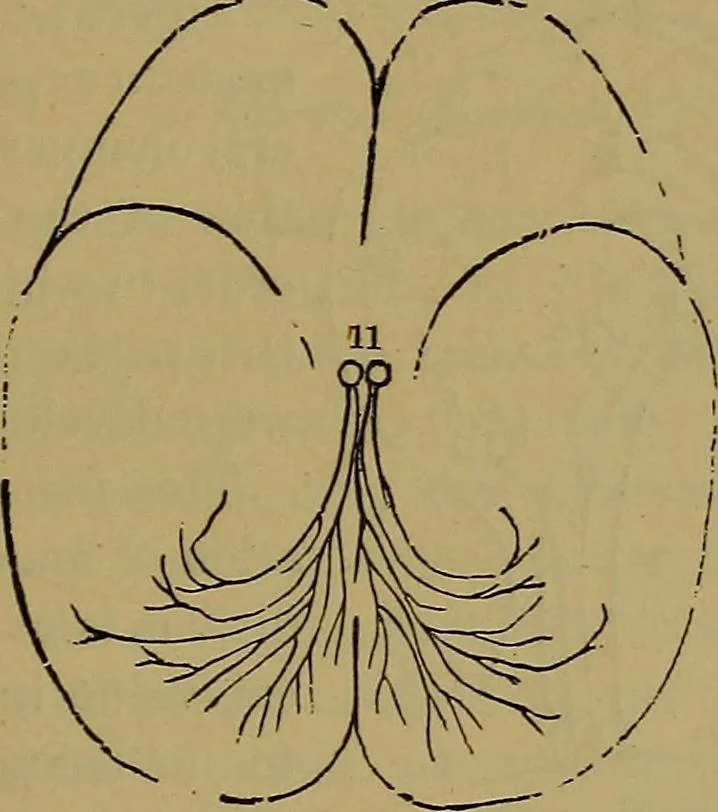 An illustration from The mysteries of the head and the heart explained: including an improved system of phrenology; a new theory of the emotions, and an explanation of the mysteries of mesmerism, trance, mind-reading, and the spirit delusion, 1881, leaf 218