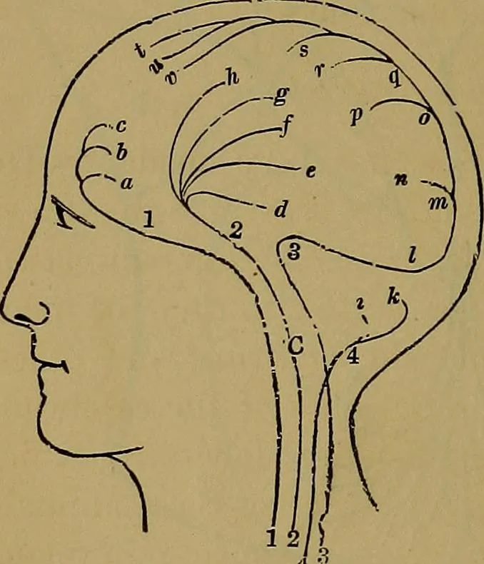 An illustration from The mysteries of the head and the heart explained: including an improved system of phrenology; a new theory of the emotions, and an explanation of the mysteries of mesmerism, trance, mind-reading, and the spirit delusion, 1881, leaf 219
