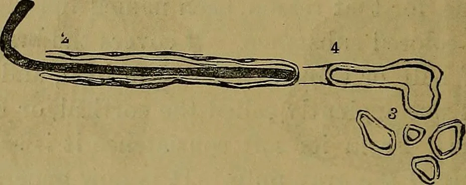 An illustration from The mysteries of the head and the heart explained: including an improved system of phrenology; a new theory of the emotions, and an explanation of the mysteries of mesmerism, trance, mind-reading, and the spirit delusion, 1881, leaf 233