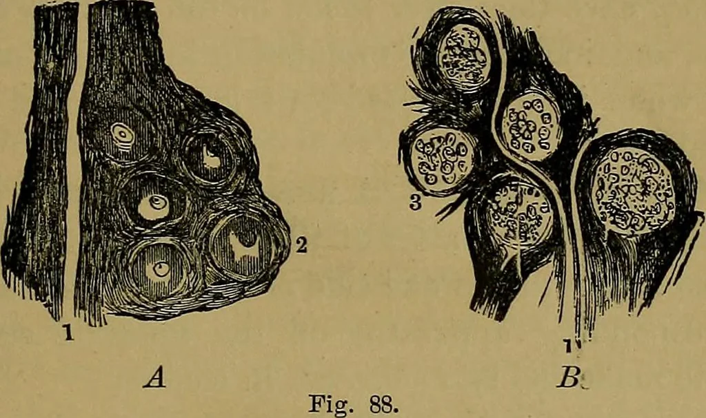 An illustration from The mysteries of the head and the heart explained: including an improved system of phrenology; a new theory of the emotions, and an explanation of the mysteries of mesmerism, trance, mind-reading, and the spirit delusion, 1881, leaf 234