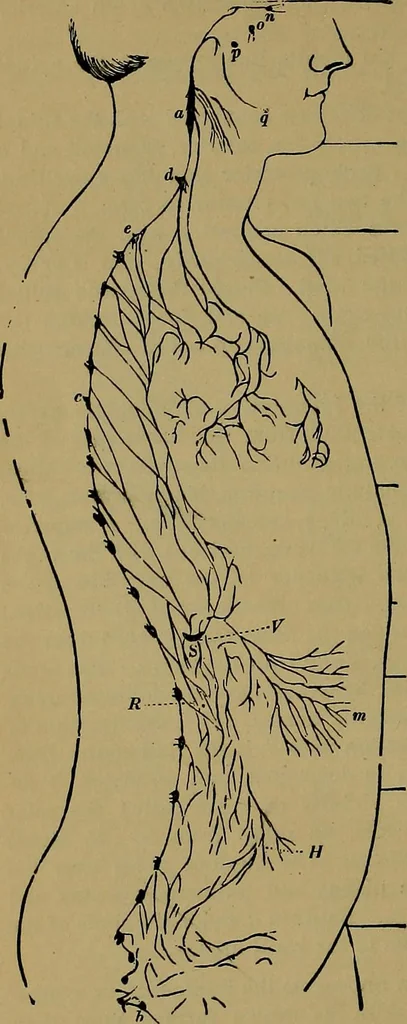An illustration from The mysteries of the head and the heart explained: including an improved system of phrenology; a new theory of the emotions, and an explanation of the mysteries of mesmerism, trance, mind-reading, and the spirit delusion, 1881, leaf 239