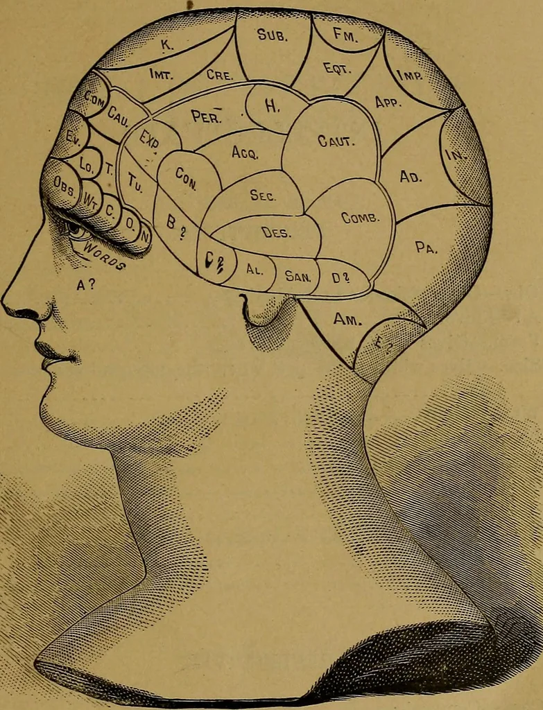 An illustration from The mysteries of the head and the heart explained: including an improved system of phrenology; a new theory of the emotions, and an explanation of the mysteries of mesmerism, trance, mind-reading, and the spirit delusion, 1881, leaf 24