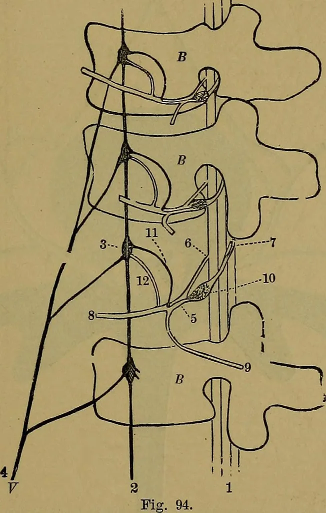 An illustration from The mysteries of the head and the heart explained: including an improved system of phrenology; a new theory of the emotions, and an explanation of the mysteries of mesmerism, trance, mind-reading, and the spirit delusion, 1881, leaf 240