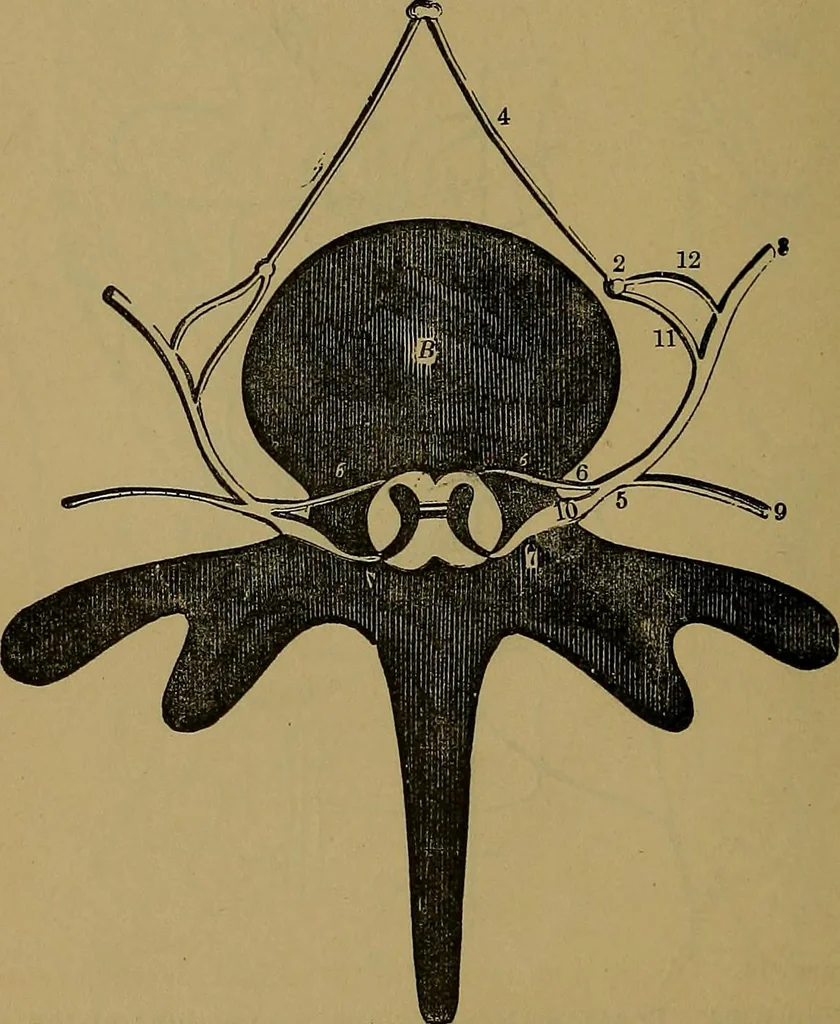 An illustration from The mysteries of the head and the heart explained: including an improved system of phrenology; a new theory of the emotions, and an explanation of the mysteries of mesmerism, trance, mind-reading, and the spirit delusion, 1881, leaf 241