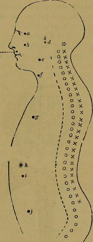 An illustration from The mysteries of the head and the heart explained: including an improved system of phrenology; a new theory of the emotions, and an explanation of the mysteries of mesmerism, trance, mind-reading, and the spirit delusion, 1881, leaf 242