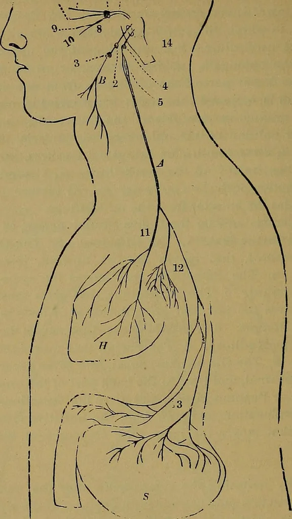 An illustration from The mysteries of the head and the heart explained: including an improved system of phrenology; a new theory of the emotions, and an explanation of the mysteries of mesmerism, trance, mind-reading, and the spirit delusion, 1881, leaf 245