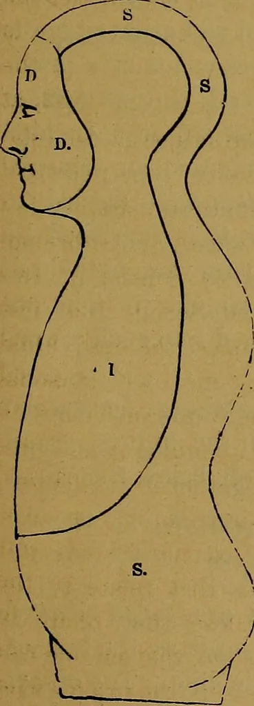 An illustration from The mysteries of the head and the heart explained: including an improved system of phrenology; a new theory of the emotions, and an explanation of the mysteries of mesmerism, trance, mind-reading, and the spirit delusion, 1881, leaf 30