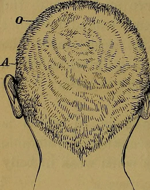 An illustration from The mysteries of the head and the heart explained: including an improved system of phrenology; a new theory of the emotions, and an explanation of the mysteries of mesmerism, trance, mind-reading, and the spirit delusion, 1881, leaf 69
