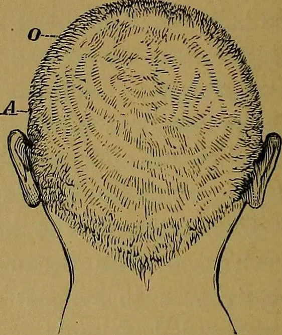 An illustration from The mysteries of the head and the heart explained: including an improved system of phrenology; a new theory of the emotions, and an explanation of the mysteries of mesmerism, trance, mind-reading, and the spirit delusion, 1881, leaf 75