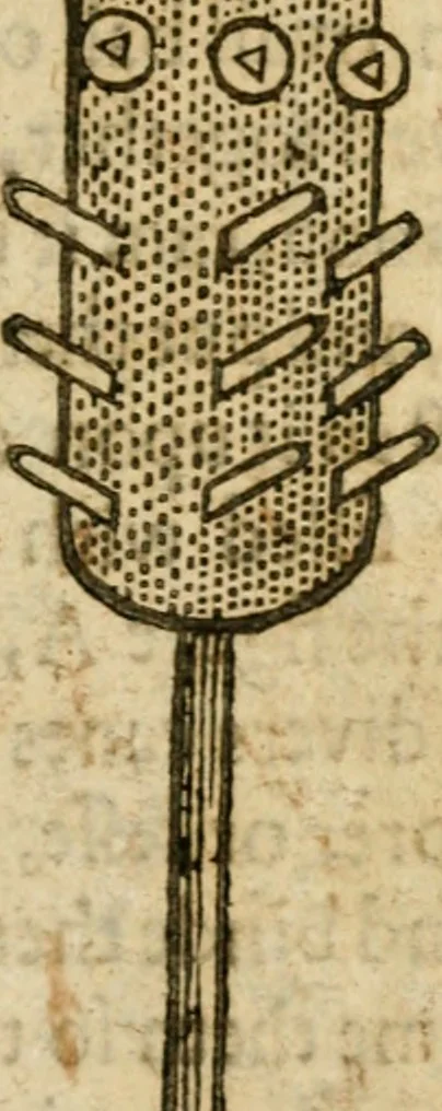 An illustration from The mysteryes of nature and art : conteined in foure severall tretises, the first of water workes, the second of fyer workes, the third of drawing, colouring, painting, and engrauing, the fourth of divers experiments, as wel serviceable as delightful, 1634, leaf 106