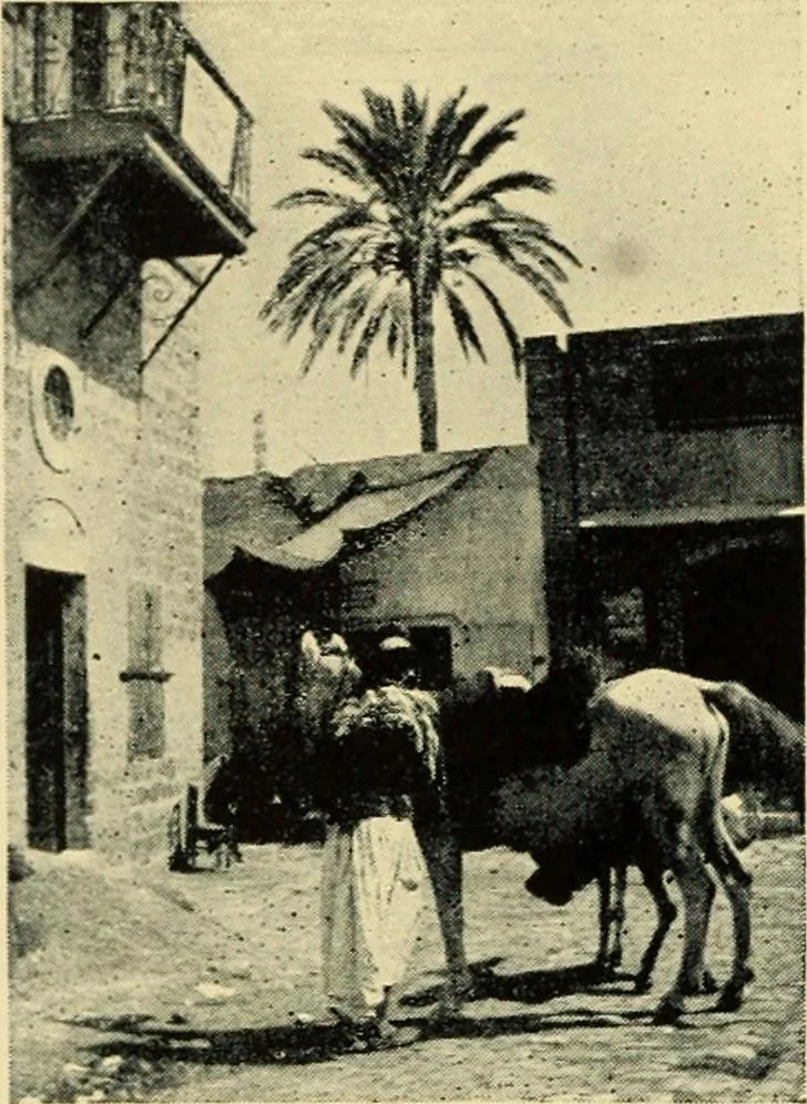 An illustration from The mystery of the oriental rug; the mystery of the rug, the prayer rug, some advice to purchasers of oriental rugs, 1914, leaf 29