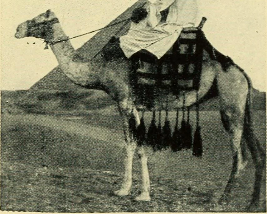 An illustration from The mystery of the oriental rug; the mystery of the rug, the prayer rug, some advice to purchasers of oriental rugs, 1914, leaf 76
