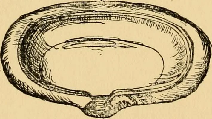 An illustration from The mystery and romance of alchemy and pharmacy, 1897, leaf 251