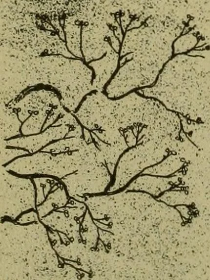 An illustration from Mythological Japan : the symbolisms of mythology in relation to Japanese art, with illustrations drawn in Japan, by native artists, 1902, leaf 27